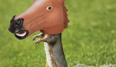So this exists. Horse head squirrel feeder. The Poke