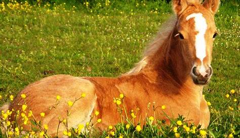 Horse Images Wallpaper Brown Hd Desktop 2880x1800