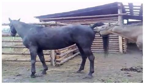 Horse Mating Funny Pictures Animal Close Up 2015 YouTube