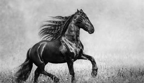 Black and White Horse ♥♥ HD Wallpaper Background Image