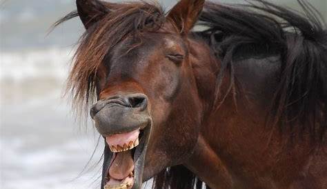 Horse Pictures Funny Animal That You Need In Your Life Reader