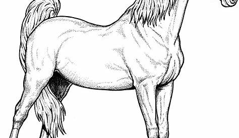 Horse Pictures To Print Out Free Coloring Pages Coloring Pages