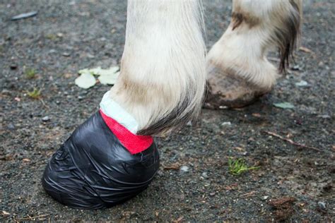 Horse Abscess Wrap