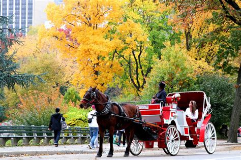 horse and cart central park