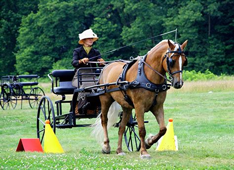 horse and cart for sale