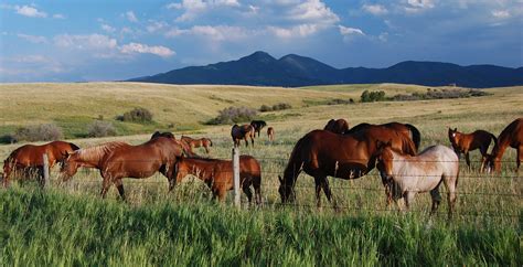 horse auction montana ranches