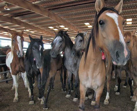 horse auctions in new mexico