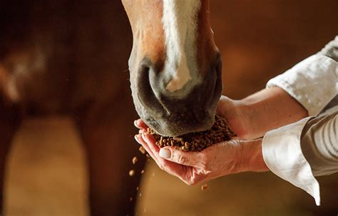 Horse B Vitamins