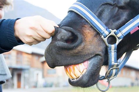 Horse Biting While Grooming