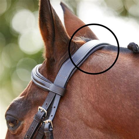 Horse Bits With Poll Pressure