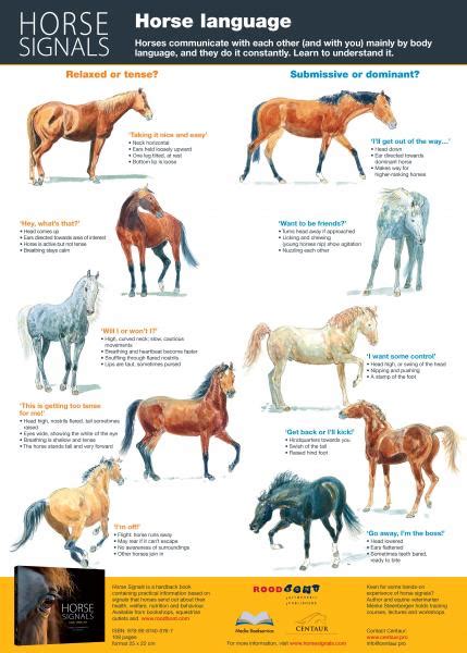 Horse Body Language Printable