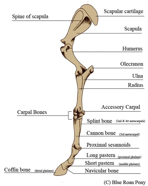 Horse Bone Leg