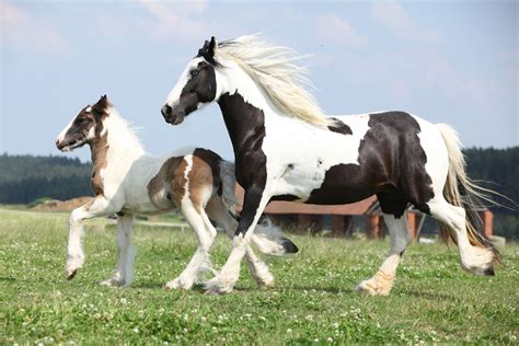 Horse Breed Vanner