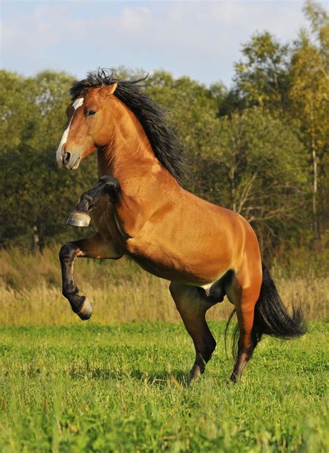 horse breeds mustang