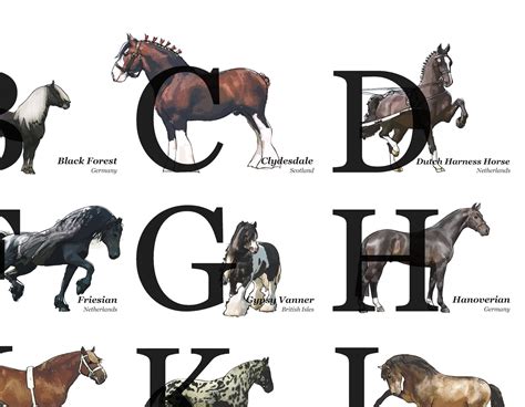 horse breeds that start with j