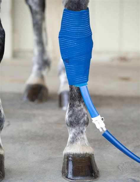 Horse Cold Therapy Wrap