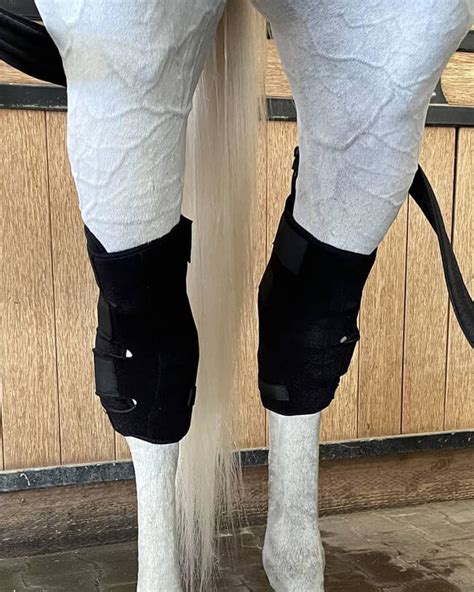 Horse Compression Wrap
