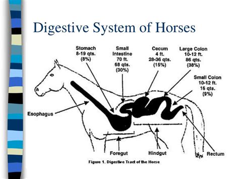 Horse Digestive System Ppt