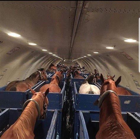 horse escapes on plane