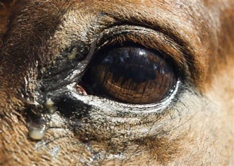 Horse Eye Mucus