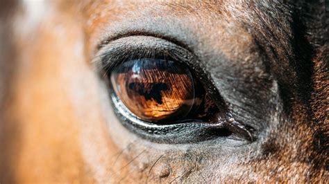 Horse Eye Squinting