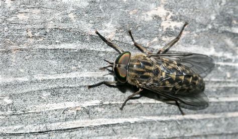 Horse Fly In Winter
