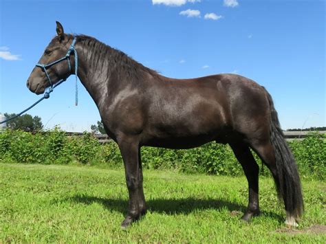 horse for sale in canada