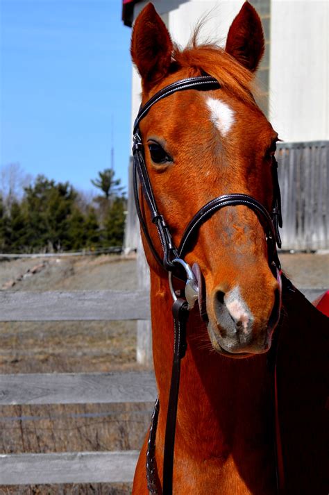 horse for sale ontario canada