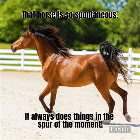 Horse Funny Quotes