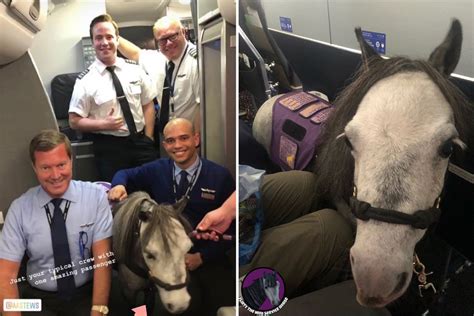 horse gets loose on plane
