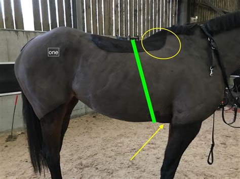 Horse Girth Problems