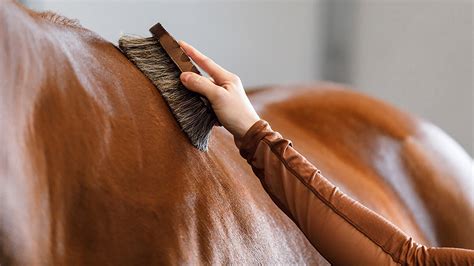 Mastering Horse Grooming Techniques: A Pro Guide