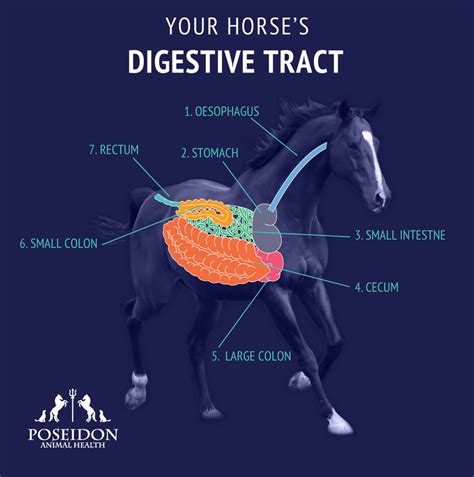 Horse Gut Issues
