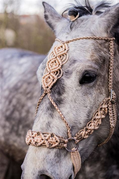Horse Halter Braided