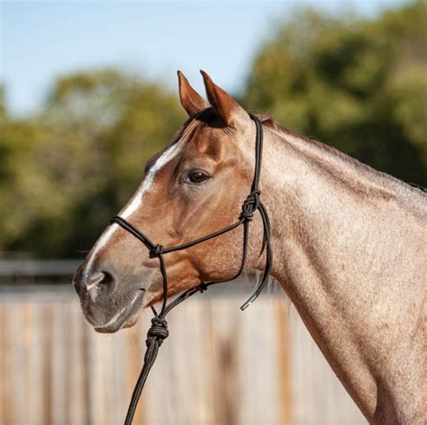 Horse Halter Brands