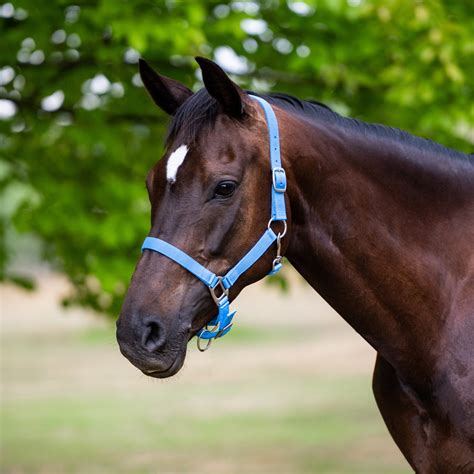 Horse Halter On