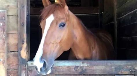 Horse Head Nodding When Ridden