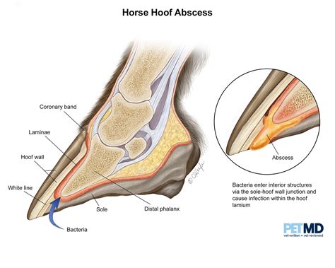 Horse Hoof Abscess Causes