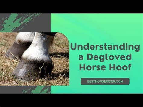 horse hoof without cap