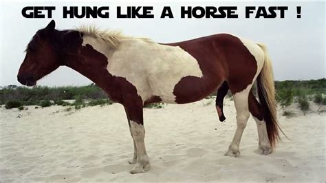horse hung like a