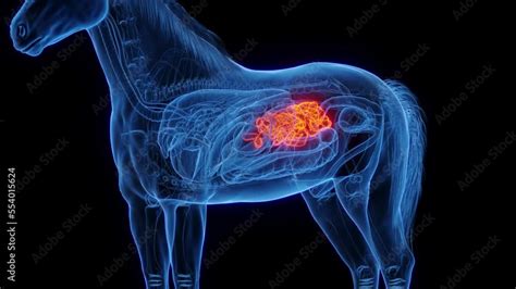 Horse Intestinal Blockage