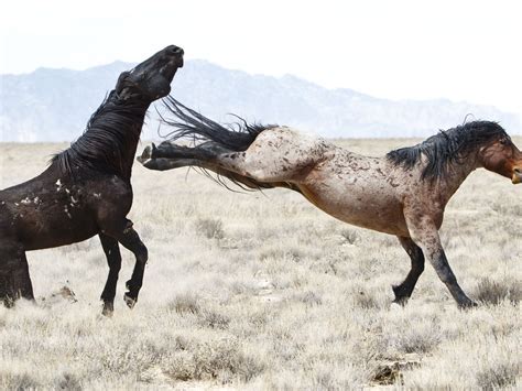 horse kicks another horse