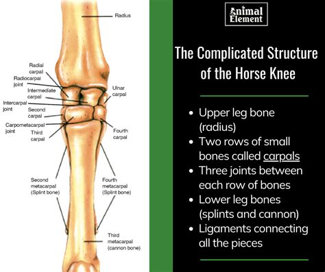 Horse Knee Joint