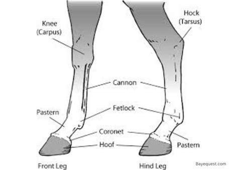 Horse Leg Display