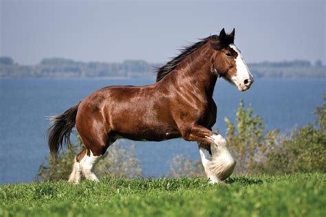 horse like a