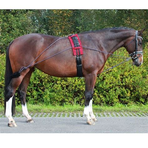 Horse Lunging System