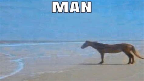Horse Man Meme