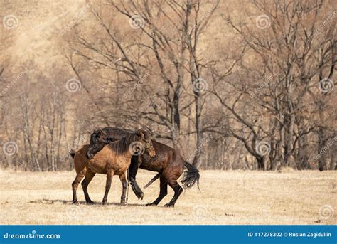 horse mating