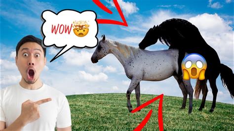 horse mating sound effect