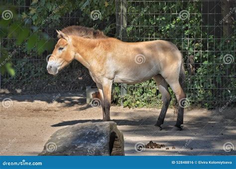 horse mixed with donkey